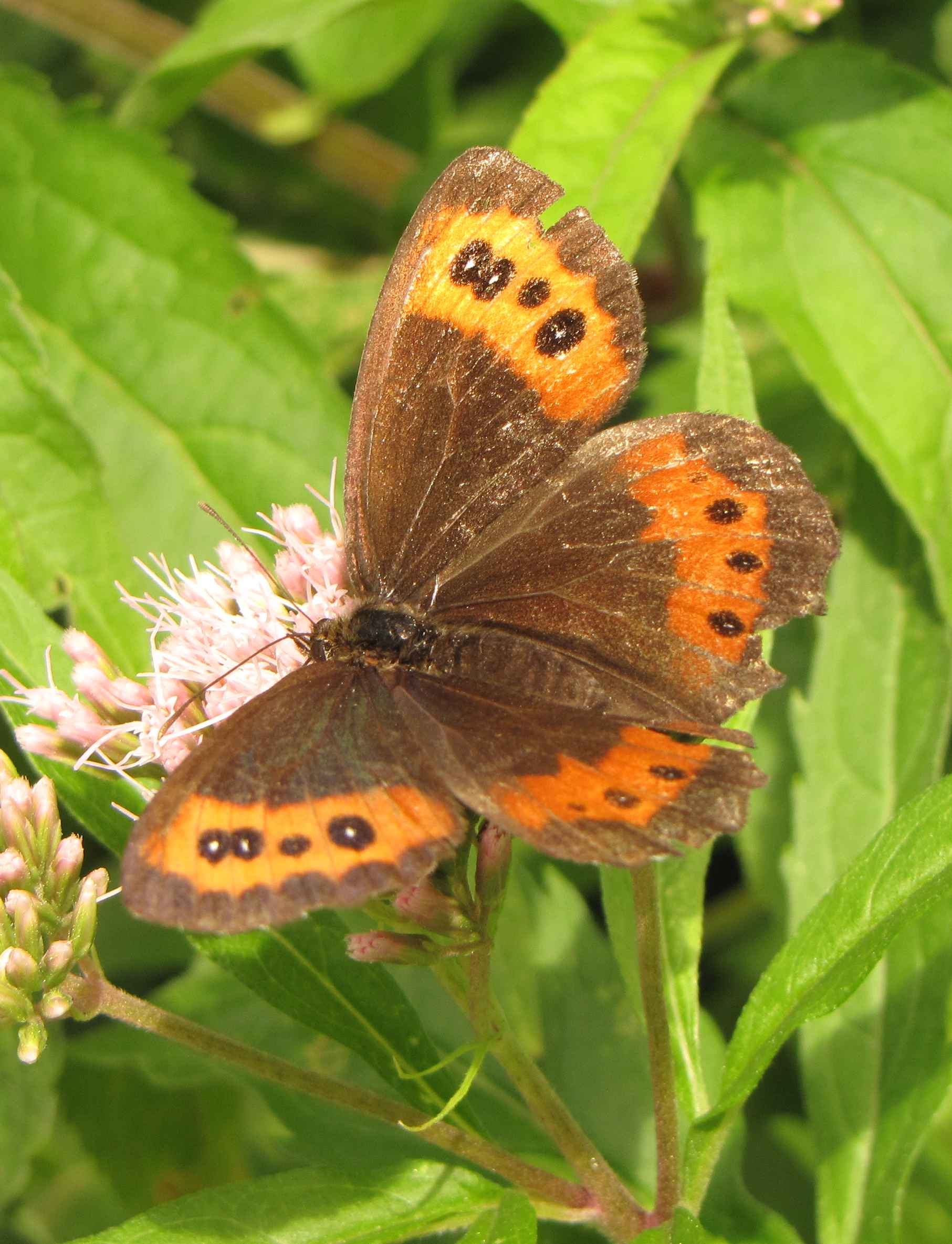 erebia sibillini